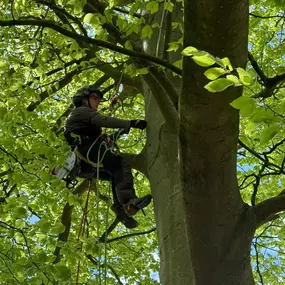 Bild von Arbortek Technical Tree Services