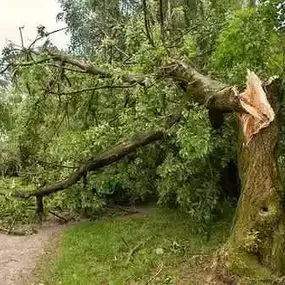 Bild von Arbortek Technical Tree Services