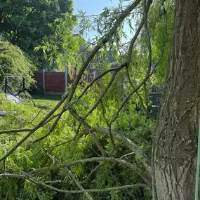 Bild von Arbortek Technical Tree Services