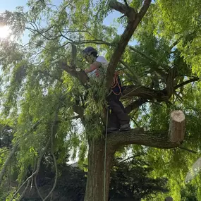 Bild von Arbortek Technical Tree Services