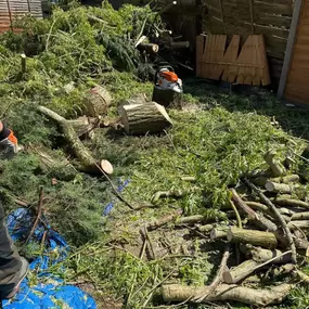 Bild von Arbortek Technical Tree Services