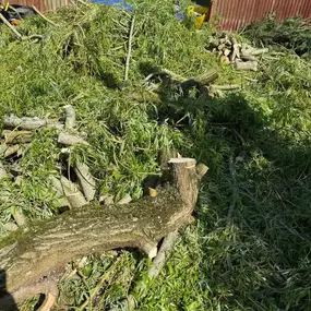 Bild von Arbortek Technical Tree Services