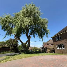 Bild von Arbortek Technical Tree Services