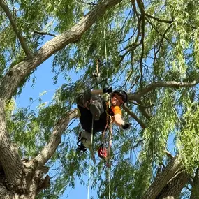 Bild von Arbortek Technical Tree Services