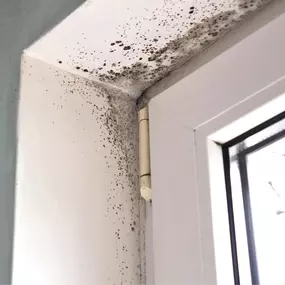 Mold Removal and Remediation