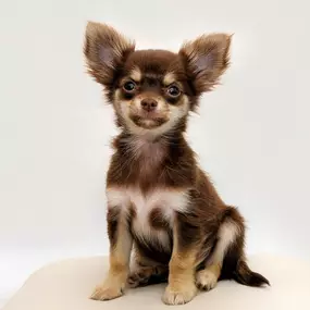 Bild von North Haledon Veterinary Care
