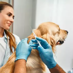 Bild von Wyomissing Animal Hospital