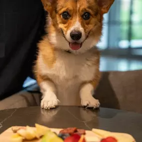 Pet-friendly AC Hotel Durham offers snacks for guests and their furry friends alike.