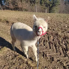 Bild von Alpakafarm und Erlebnisbauernhof Lechner