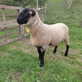 Bild von Alpakafarm und Erlebnisbauernhof Lechner