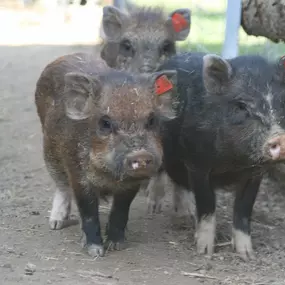 Bild von Alpakafarm und Erlebnisbauernhof Lechner