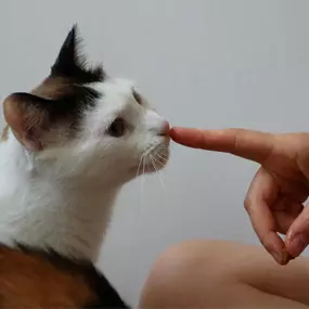 Bild von Katzenbetreuung - FrauSpecht-Alles für die Katz