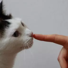 Bild von Katzenbetreuung - FrauSpecht-Alles für die Katz