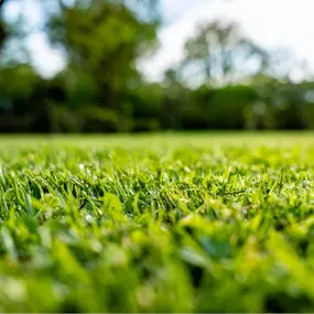 Lawn & Landscape Maintenance