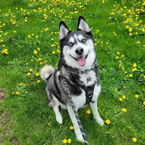 Bild von West Metro Pet Care