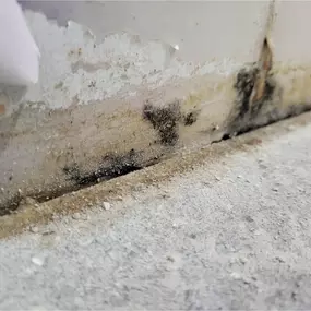 mold in a Brooklyn, NY Home