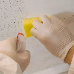 Mold Testing
