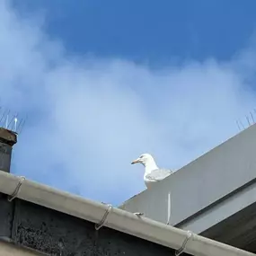 Bild von Rapid Response Pest Control