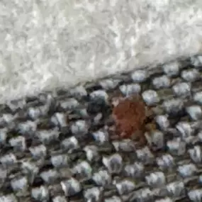 Bild von Rapid Response Pest Control