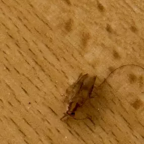 Bild von Rapid Response Pest Control