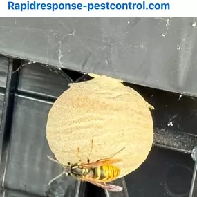 Bild von Rapid Response Pest Control