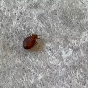 Bild von Rapid Response Pest Control