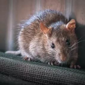 Bild von Rapid Response Pest Control