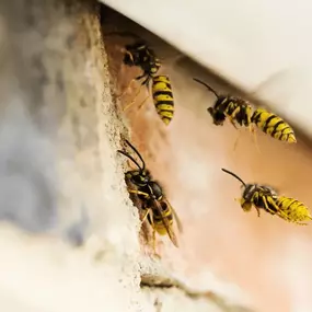Bild von Rapid Response Pest Control