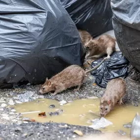 Bild von Rapid Response Pest Control