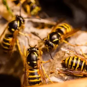 Bild von Rapid Response Pest Control