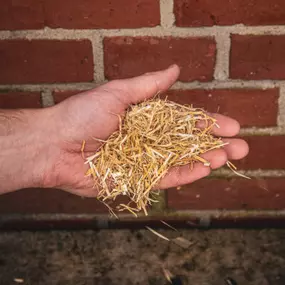 Bild von Tierisch Trommler