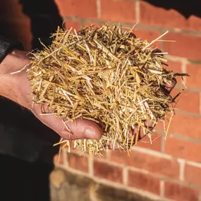 Bild von Tierisch Trommler