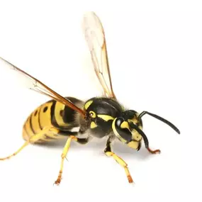 Bild von Paul's Pest Control Services