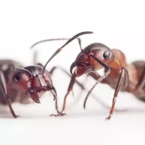 Bild von Paul's Pest Control Services
