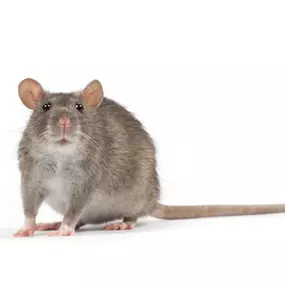 Bild von Paul's Pest Control Services
