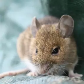 Bild von Paul's Pest Control Services