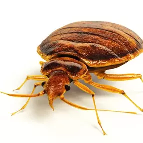 Bild von Paul's Pest Control Services