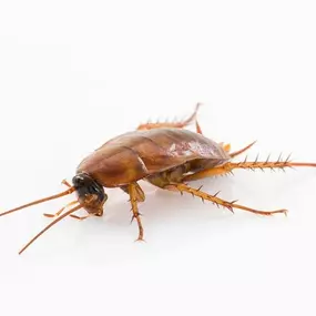Bild von Paul's Pest Control Services