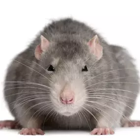 Bild von Paul's Pest Control Services