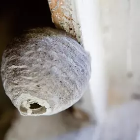 Bild von Paul's Pest Control Services