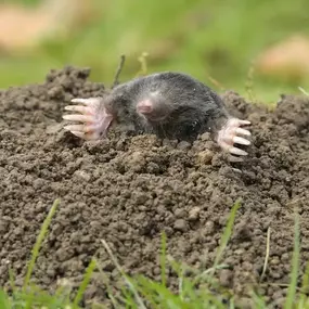Bild von Paul's Pest Control Services