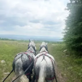 Bild von Jim Thorpe Horse Adventures