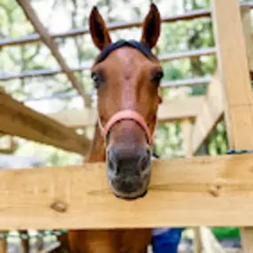 Bild von Jim Thorpe Horse Adventures