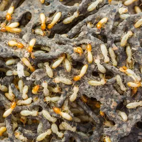 Bild von Pest Gurus