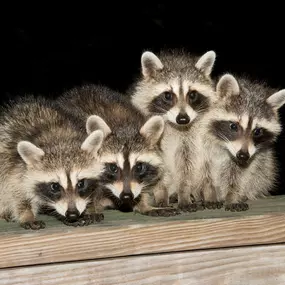 Bild von Pest Gurus