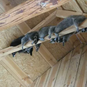 Bild von Pest Gurus