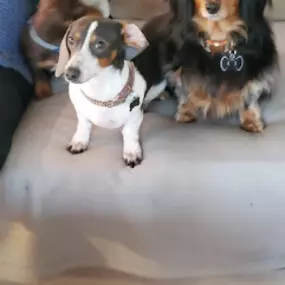 Bild von Shelley's Pet Boutique