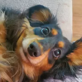 Bild von Shelley's Pet Boutique