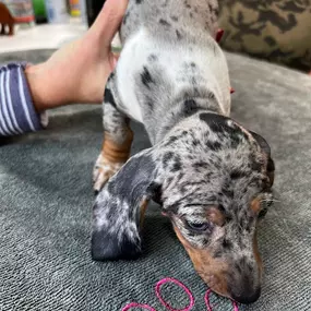 Bild von Shelley's Pet Boutique