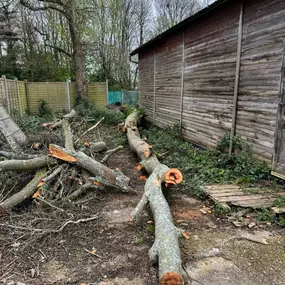 Bild von Romsey & Chandlers Ford Tree & Landscaping Services